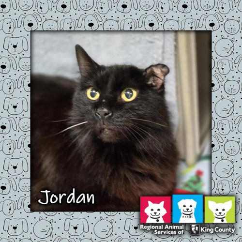 Jordan, a black female mediumhair domestic cat