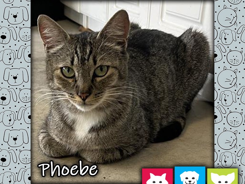 Phoebe, a brown and white female tabby cat, lying on the floor with paws tucked under her body