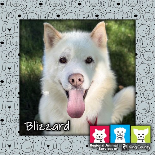 Blizzard, a white male husky mix dog