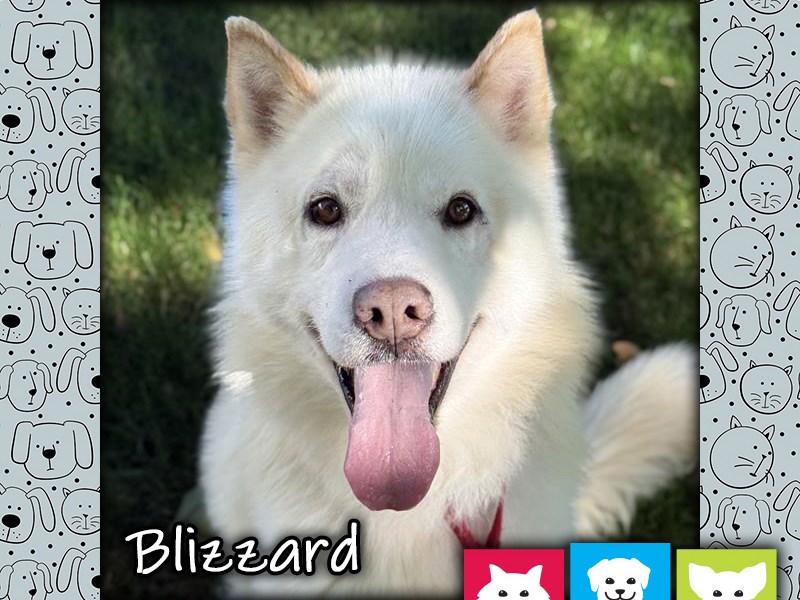 Blizzard, a white male husky mix dog