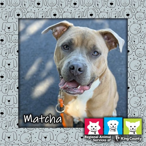 Matcha, a tan and white female pit bull dog, looking up at the camera with an open-mouthed "smile"