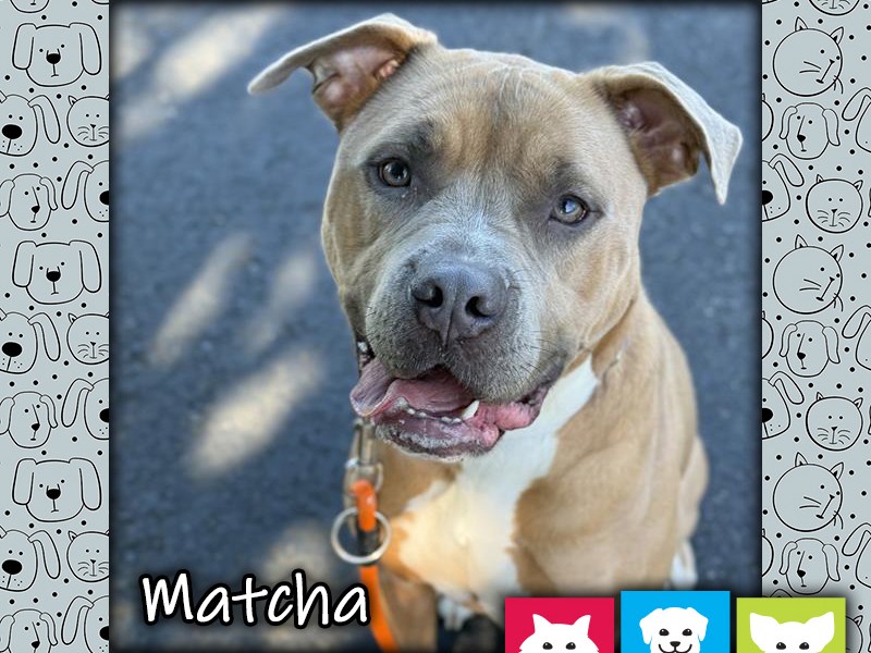 Matcha, a tan and white female pit bull dog, looking up at the camera with an open-mouthed "smile"