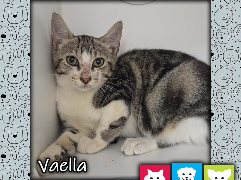 Vaella, a brown tabby and white female cat