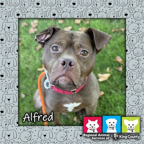 Alfred, a red and white male Staffordshire Bull Terrier/pittie mix dog