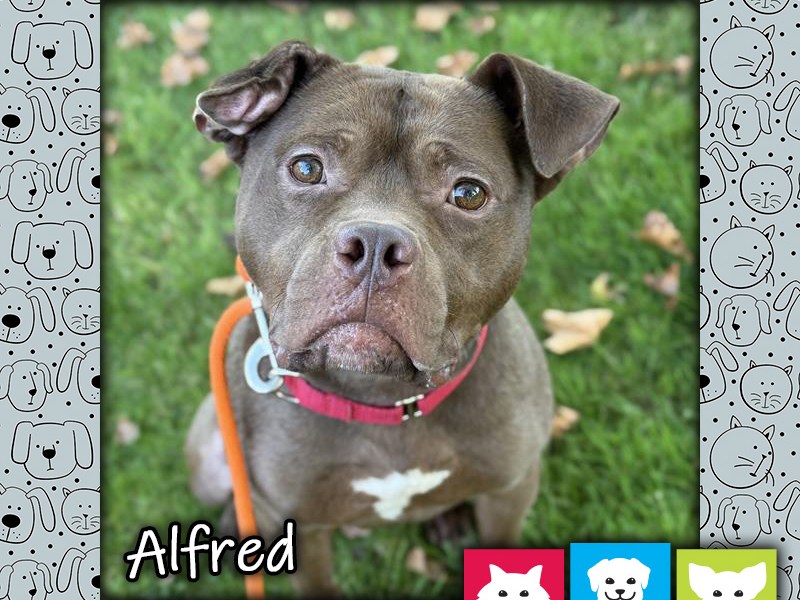 Alfred, a red and white male Staffordshire Bull Terrier/pittie mix dog