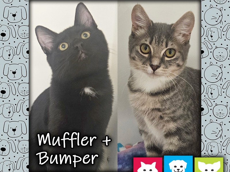 Muffler, a black male cat, and Bumper, a gray female tabby cat