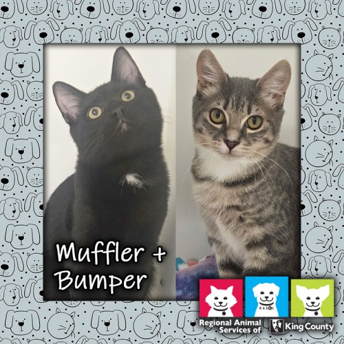 Muffler, a black male cat, and Bumper, a gray female tabby cat