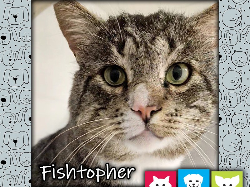 Fishtopher, a brown male tabby cat