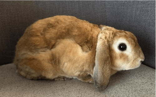 Rabbit with red and white fur